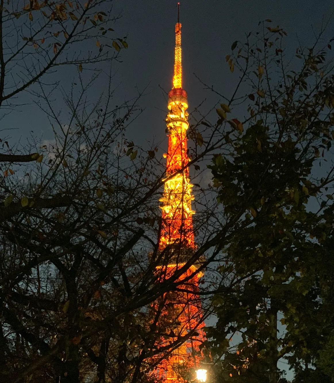 マッチングアプリペアーズで出会ったイケメンとの東京タワーデートの写真